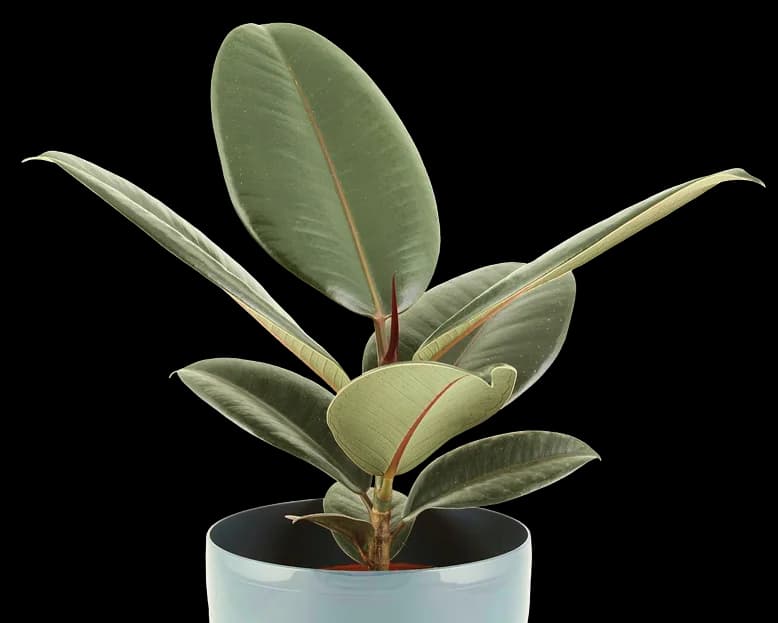 Plant